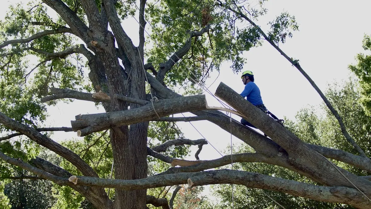 Professional Crown Thinning performed by certified arborists in Lonsdale